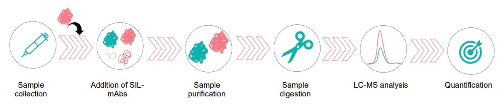 The LC-MS/MS workflow for the analysis of infliximab