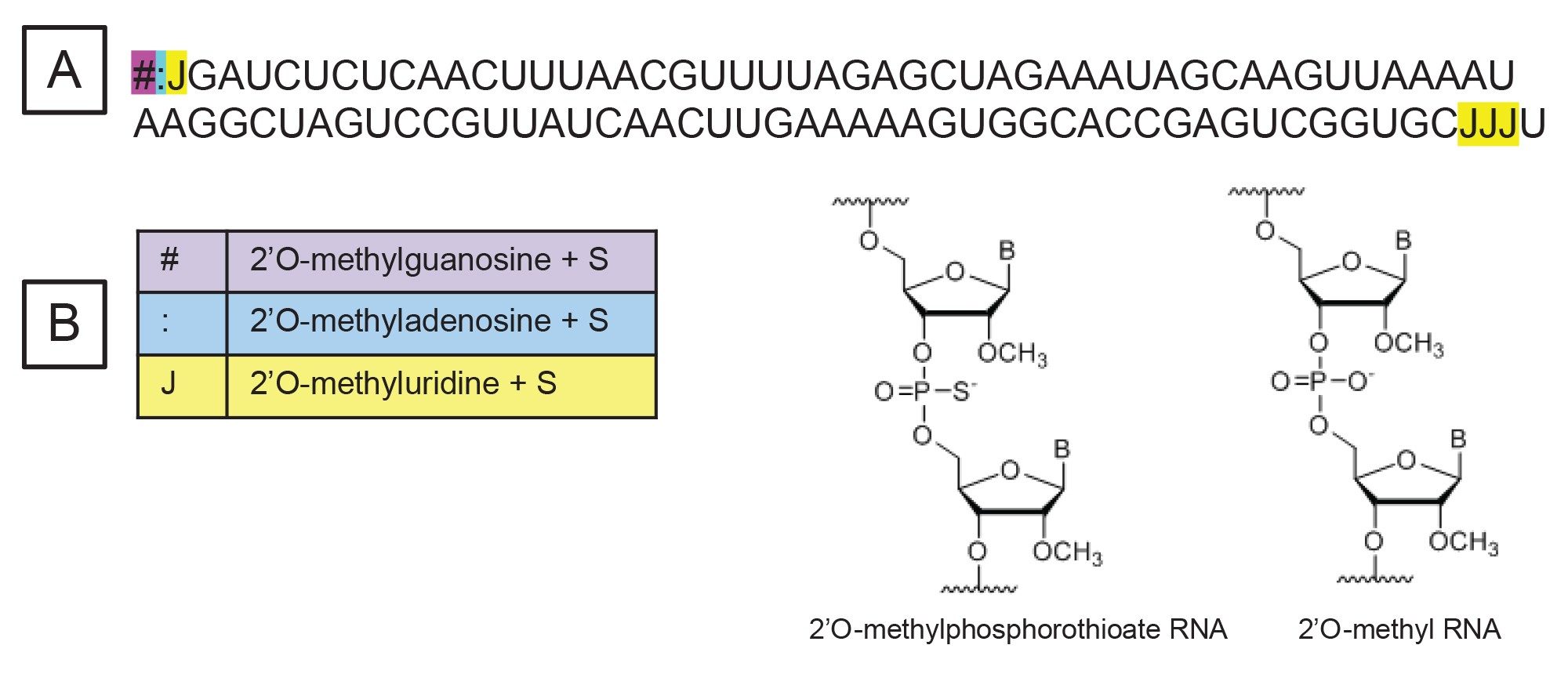 The sequence of the sgRNA analyzed