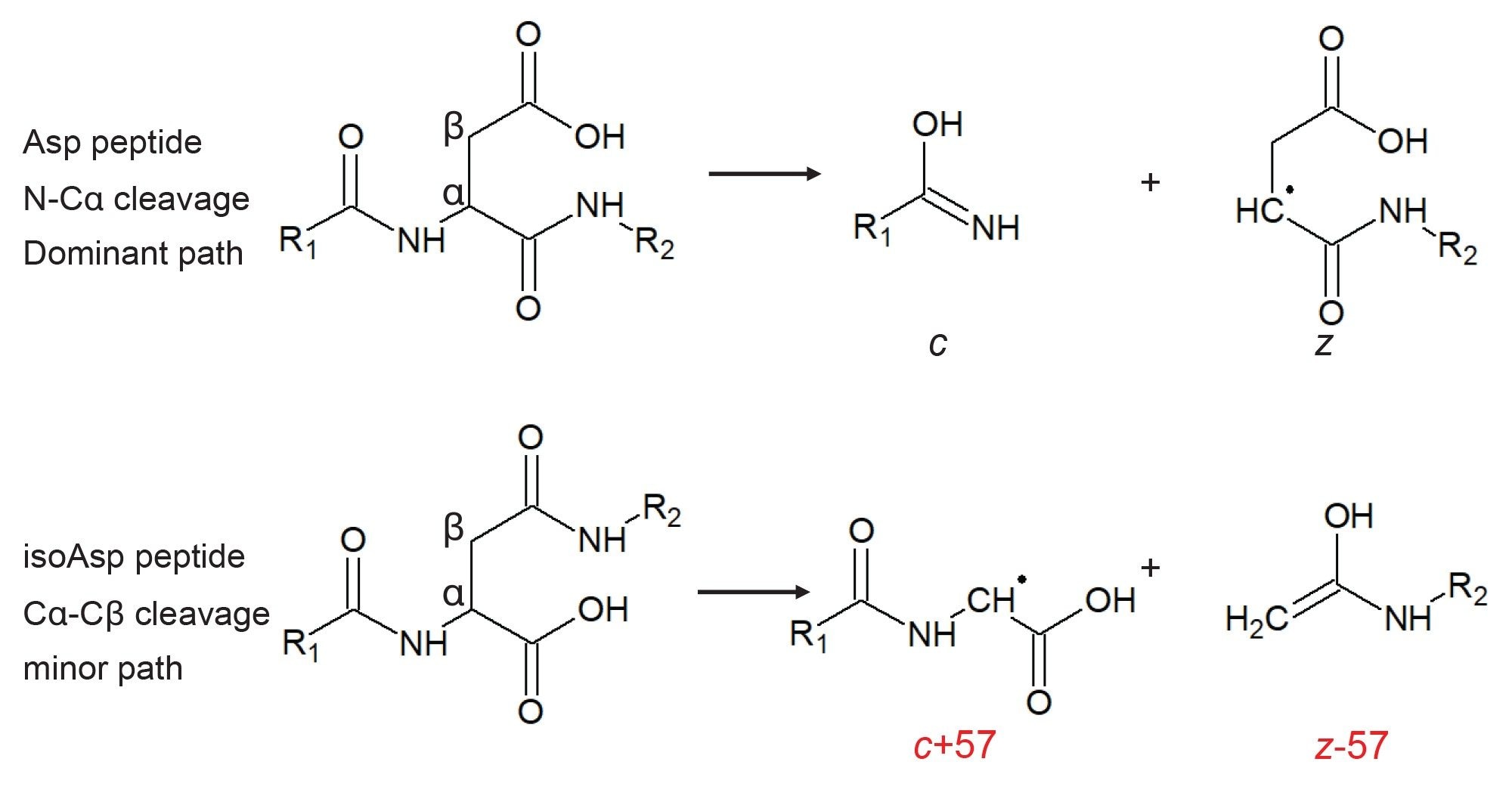 ECD can cleave at the Cα-Cβ bond as well as the usual N-Cα bond, offering the capability to differentiate Asp and isoAsp residues