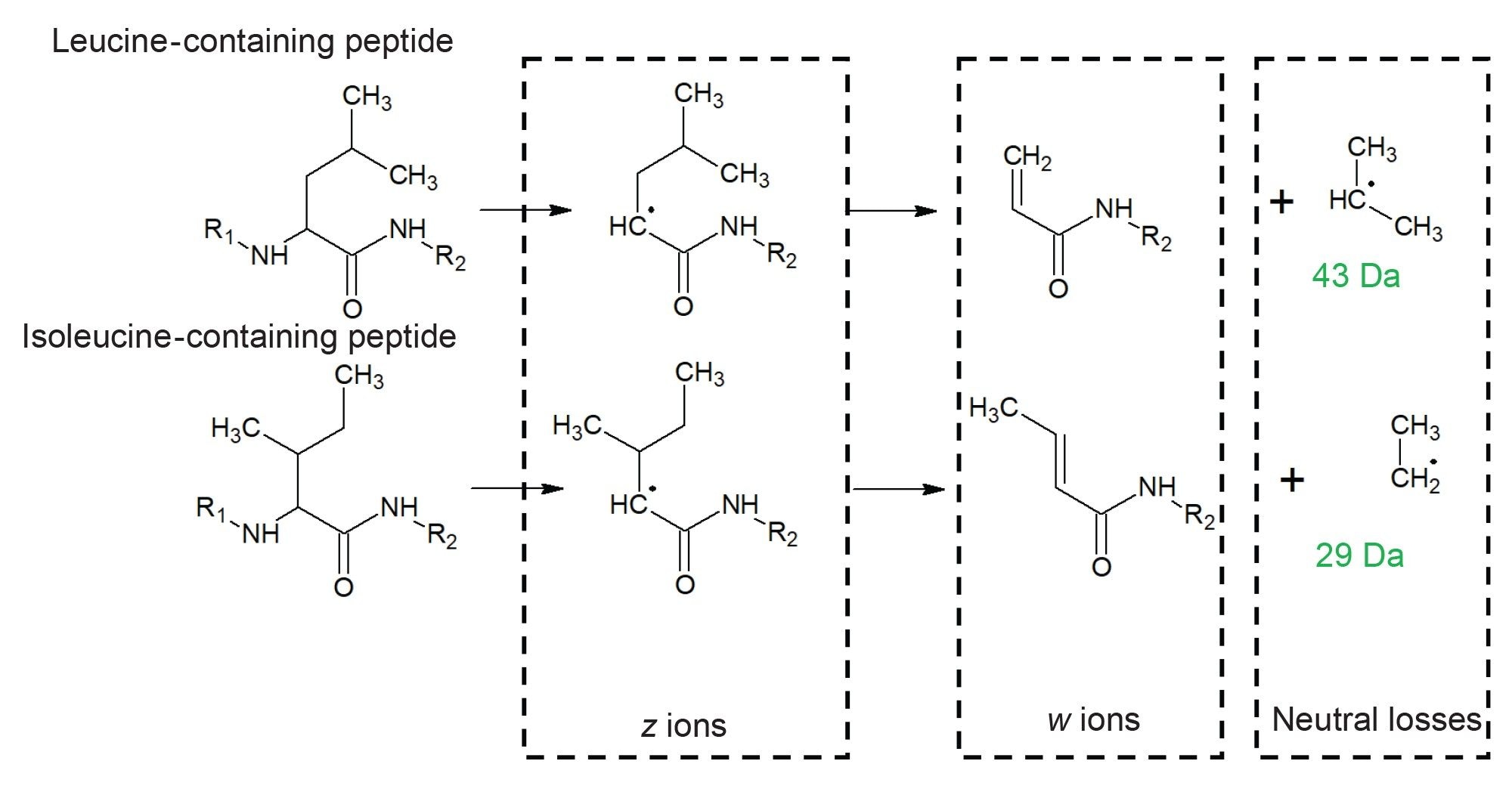 w ions are formed by neutral loss from the corresponding z ion