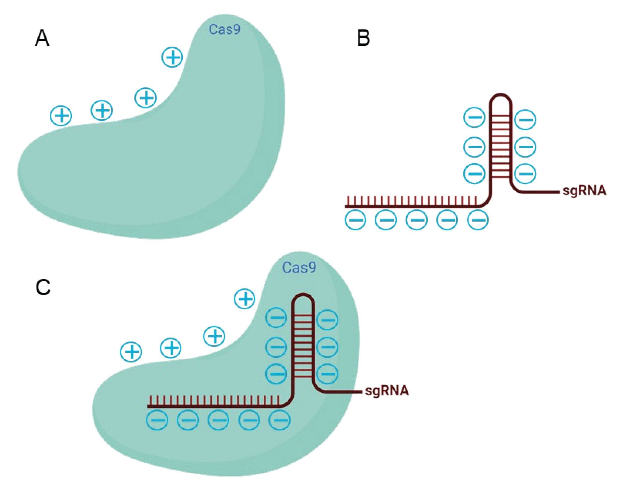 A schematic representation of (A) positively charged apo-Cas9, (B) negatively charged sgRNA, and (C) ribonucleoprotein (RNP) complex