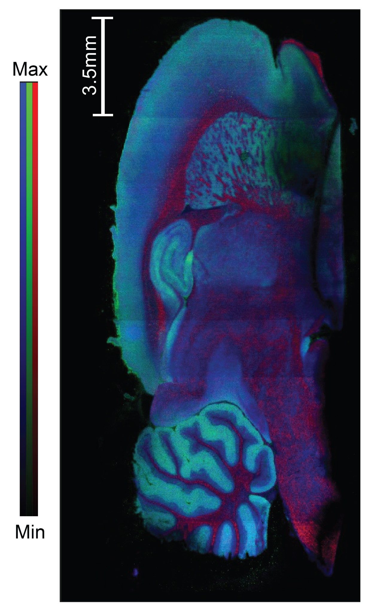 A whole sagittal rat brain section imaged at a 10 µm on the Xevo G3 QTof Mass Spectrometer coupled to a DESI XS source