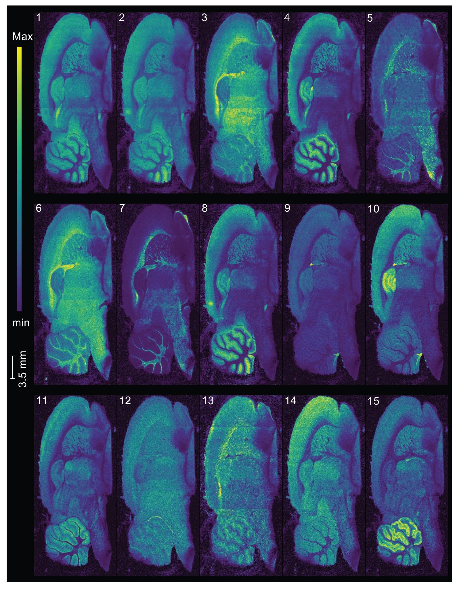 Showing the distribution of the top 15 monoisotopic tissue related analyes
