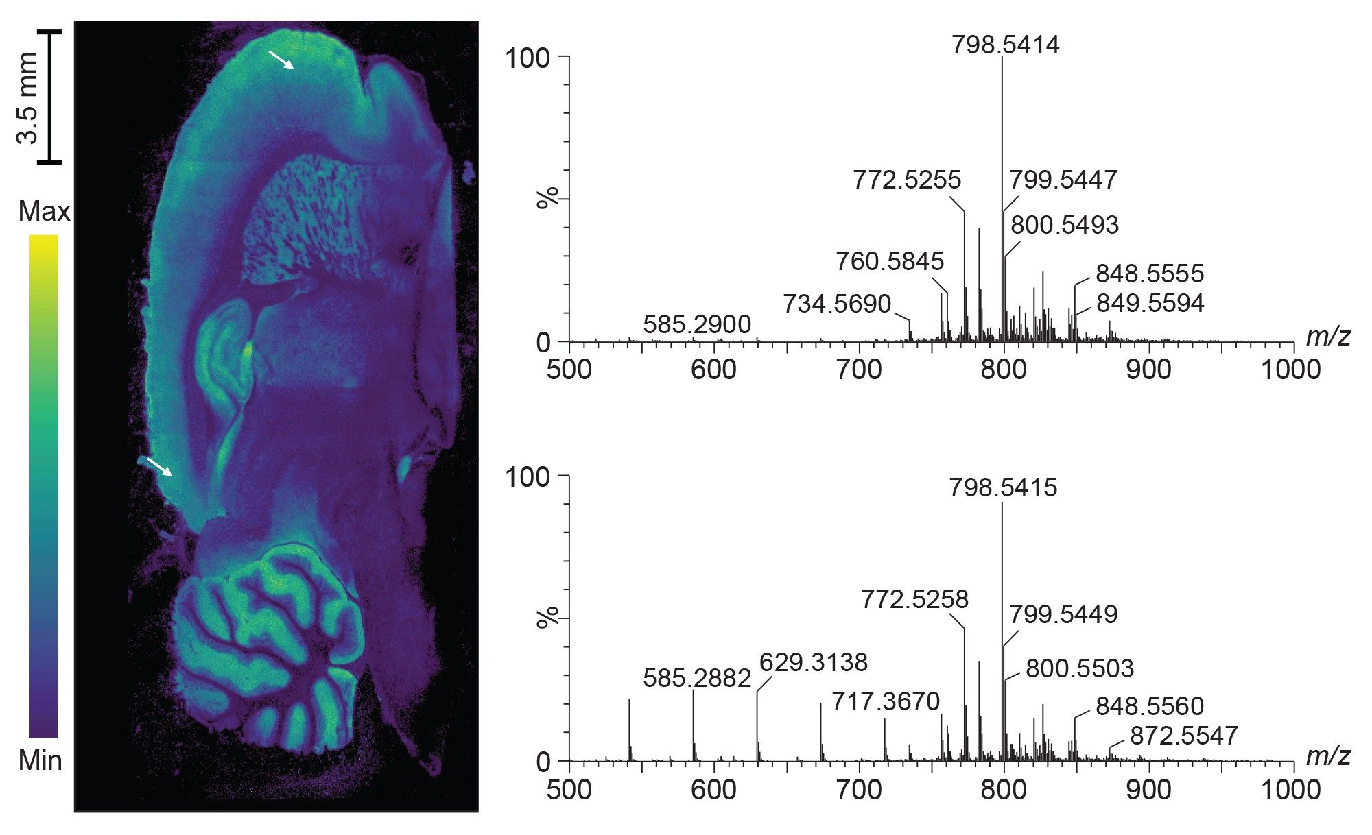 Example spectra from a 25 x 25 pixel area at the beginning (upper spectrum) and end (lower spectrum) of the cerebral cortex