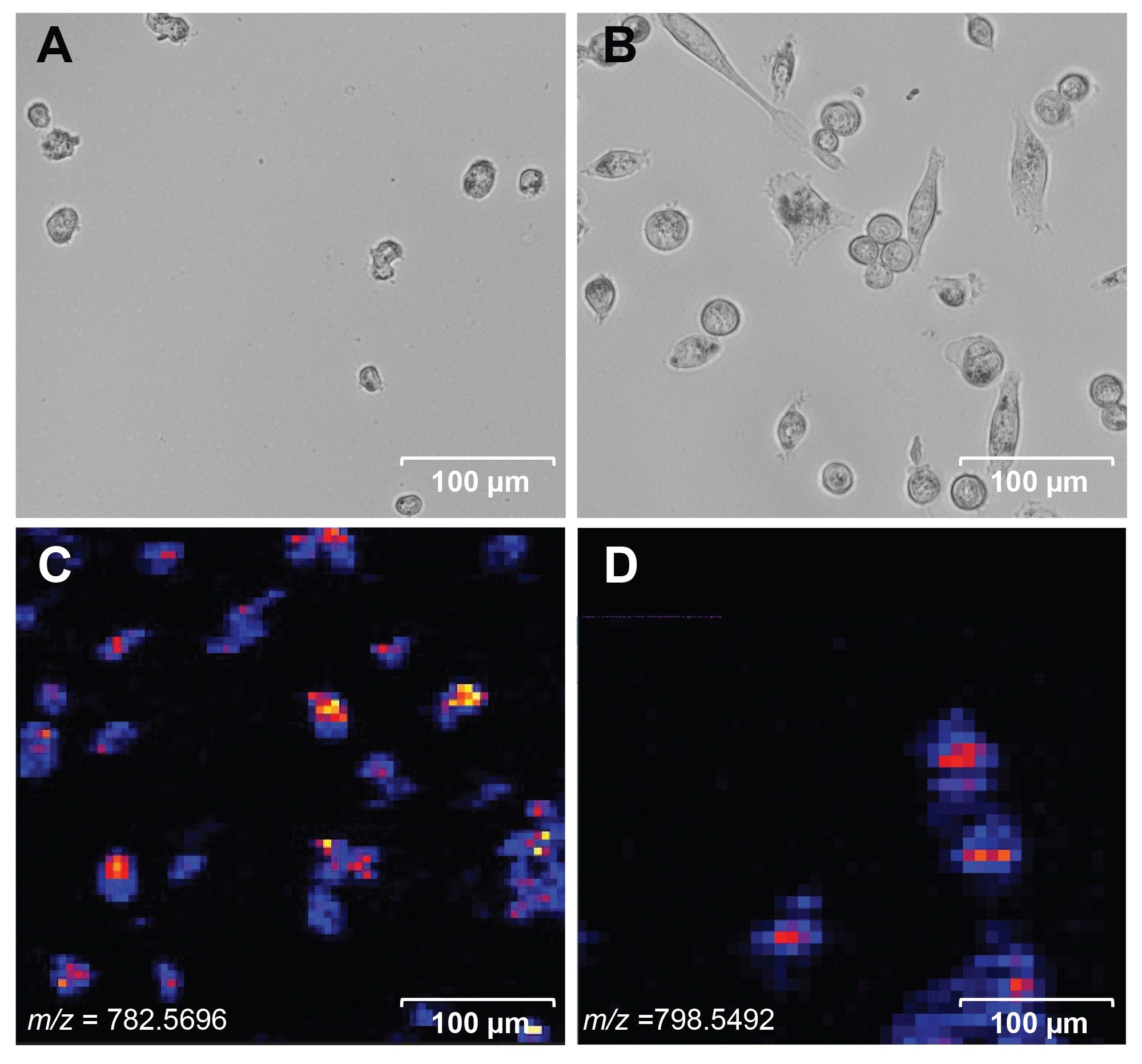 Microscopy images of non-confluent