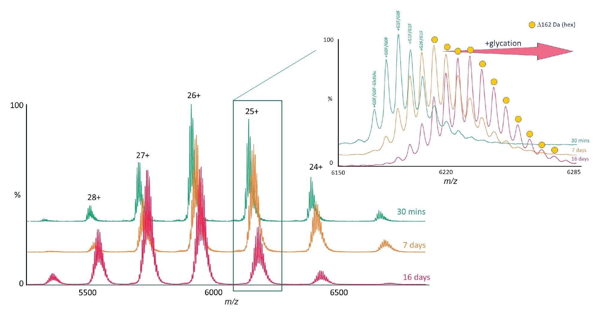 Native MS of hyper-glycated NISTmAb. Spectra are shown for NISTmAb