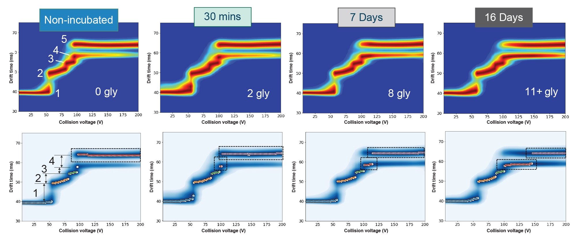Mapping the unfolding pathway of NISTmAb with increasing levels of glycation