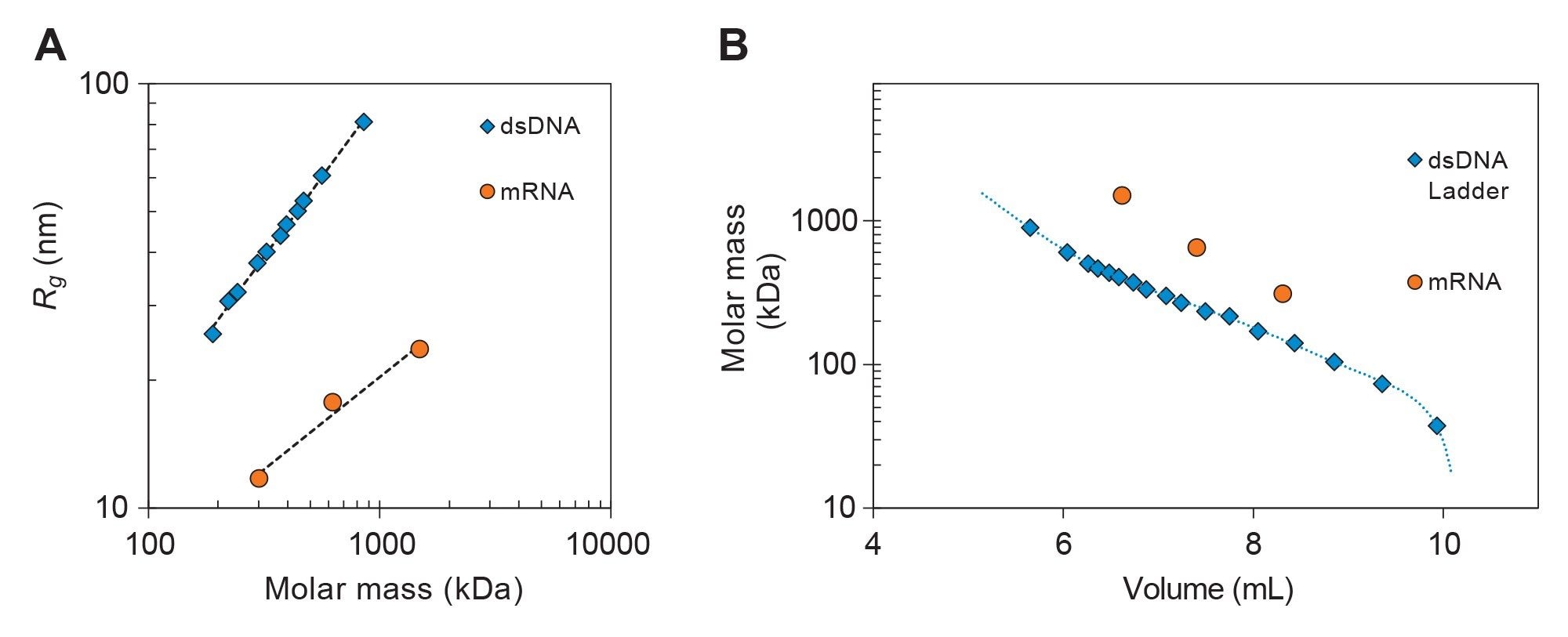 (A) Rg versus molar mass for select peaks from the dsDNA ladder