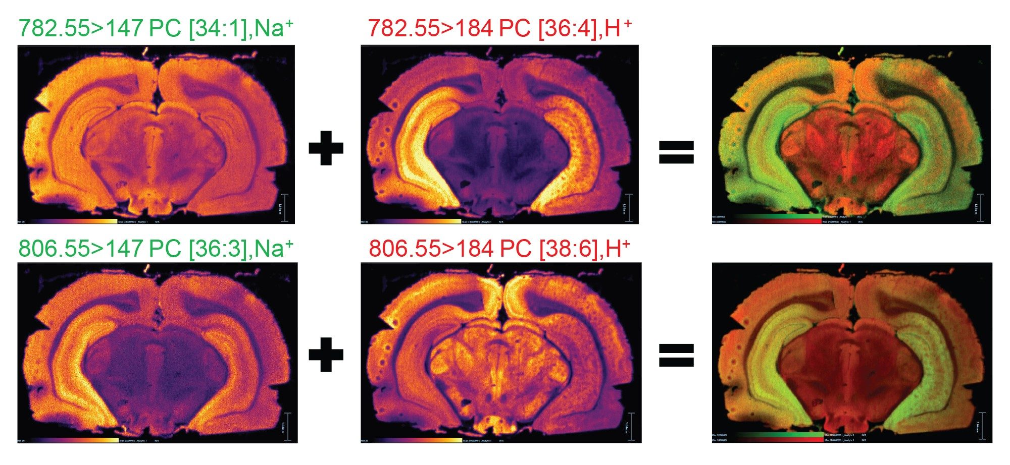 Positive ionization mode mouse brain MRM ions images acquired at 25 x 25 µm pixel size of four PC lipids