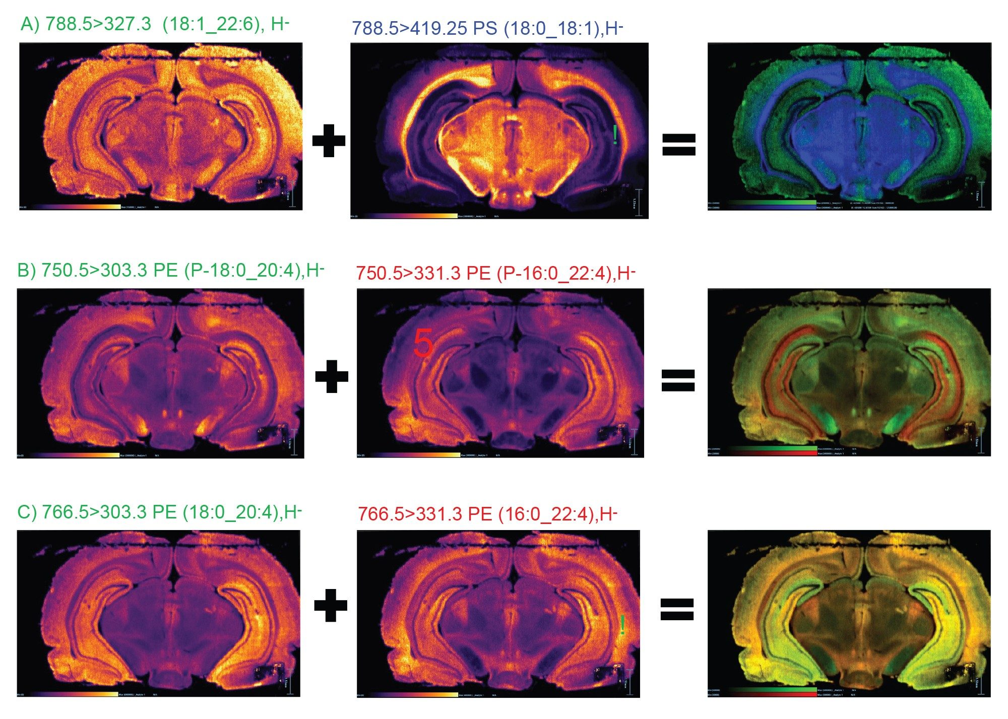 Negative ionization mode mouse brain MRM ions images acquired at 25 x 25 µm pixel size of six PC lipids