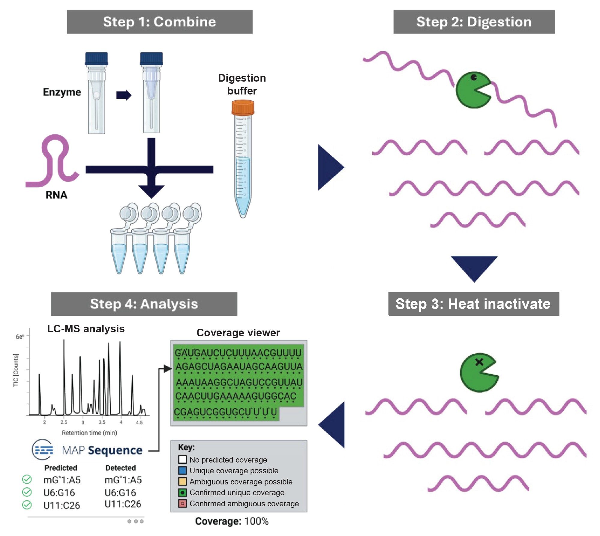 Schematic workflow of the RNA digestion with RapiZyme RNases (MC1 and Cusativin) and data analysis through waters_connect App MAP Sequence