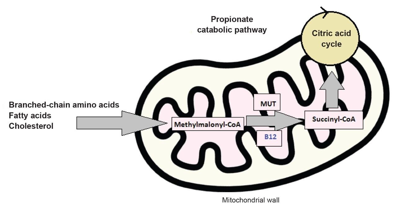The role of vitamin B12 in the regulation of the propionate catabolic pathway