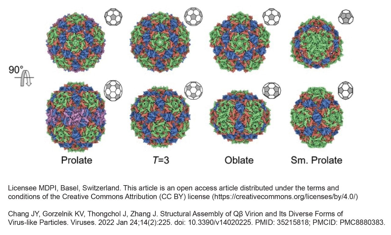 Morphology isoforms of QBeta icosahedral capsids reported by Chang JY, Gorzelnik KV, Thongchol J, Zhang J in “Structural Assembly of Qβ Virion and Its Diverse Forms of Virus-like Particles”.