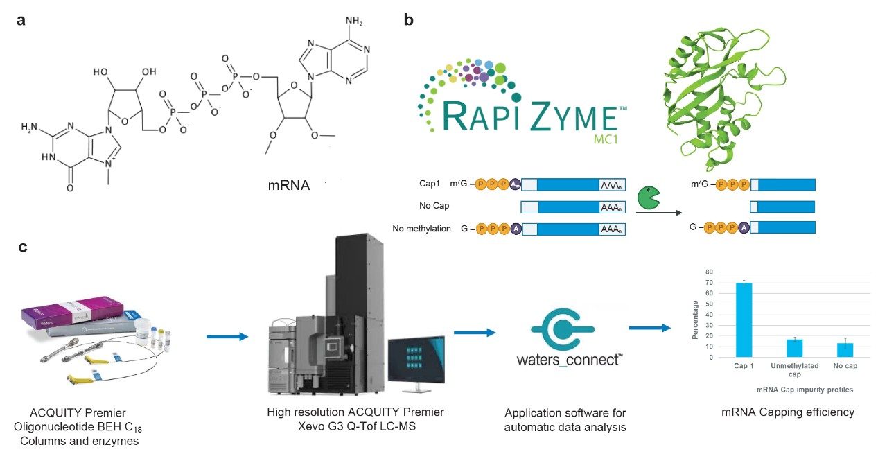 a) The chemical structure of mRNA 5’ cap (m7GpppAm), b) RapiZyme MC1 AlphaFold and its ability to preserve post-cap sequence information, c) Workflow of IP-RP-LC-MS data acquisition and analysis through waters_connect application softward to automate the sequencing for characterization of mRNA cap impurity profiles and capping efficiency