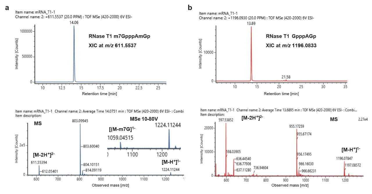 LC-MS analysis of mRNA1 following digestion with RNase T1