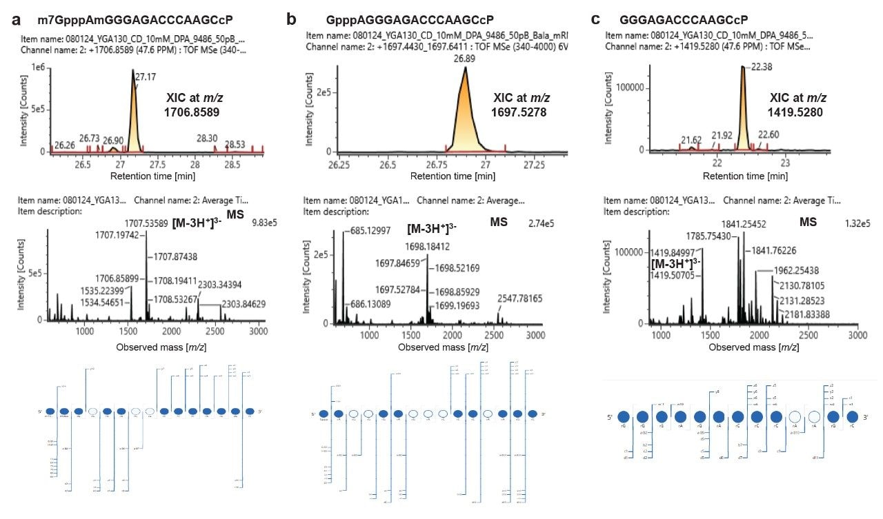 Characterization of different forms of 5’-capped oligonucleotides in the RNase MC1 digest of mRNA 1