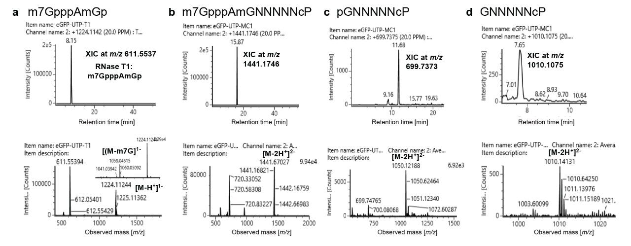 Characterization of different forms of 5’-capped oligonucleotides in GFP mRNA by digestion with RNase T1 and RNase MC1