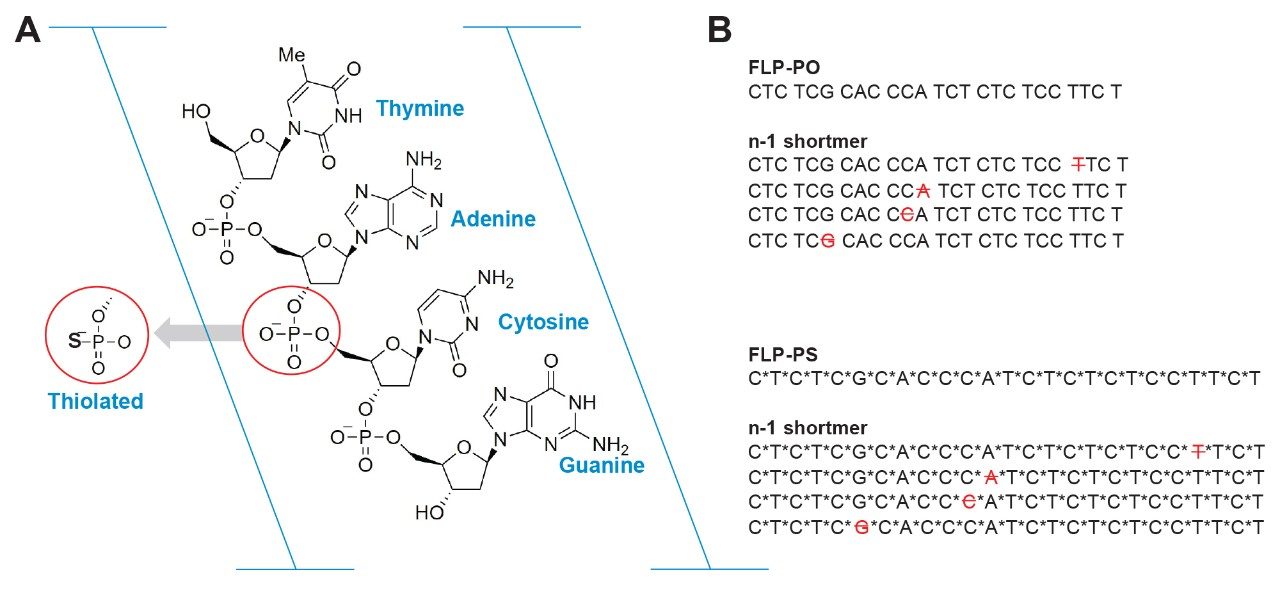 Primary structure of oligonucleotides