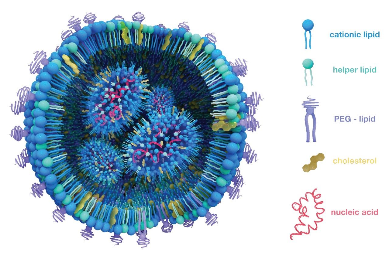 Anatomy of a typical lipid nanoparticle (LNP)