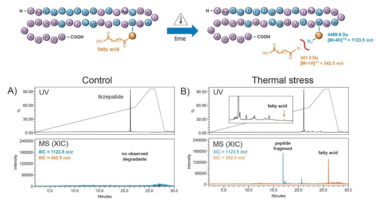 A) Control and B) thermally stressed tirzepatide were compared to investigate the linker and conjugate stability under thermal stress. Non-enzymatic cleavage fragments of the fatty acid and peptide fragment were confirmed by mass using extracted ion chromatograms