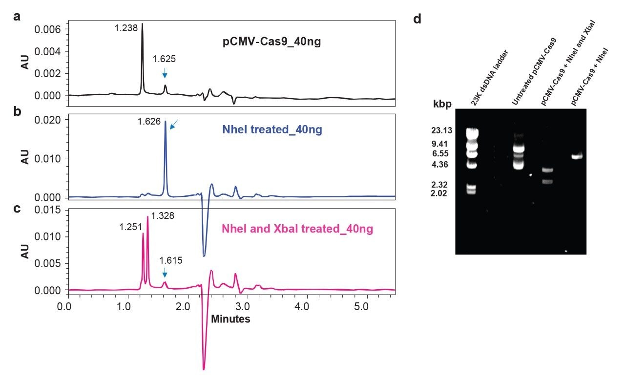Confirmation of gene insert in a recombinant plasmid by slalom chromatography at 25 °C