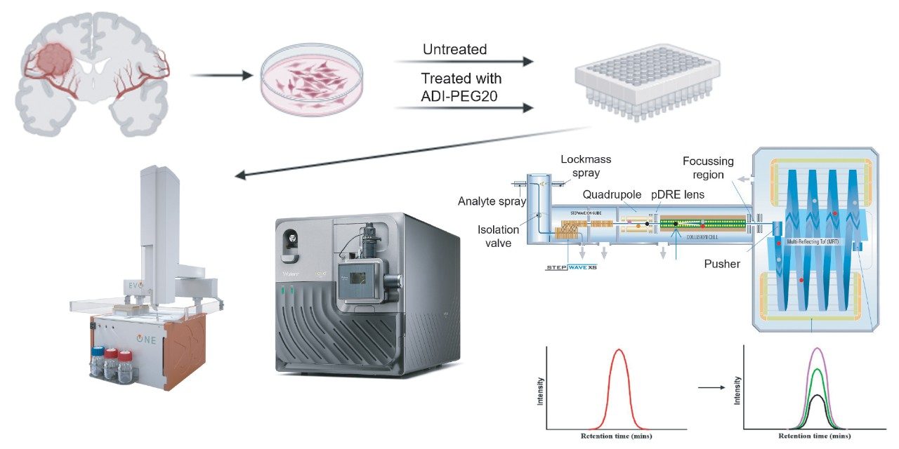Experimental workflow. Glioblastoma cell lines (untreated and treated), tryptically digested, spiked with heavy labeled peptides and enriched for phosphopeptides