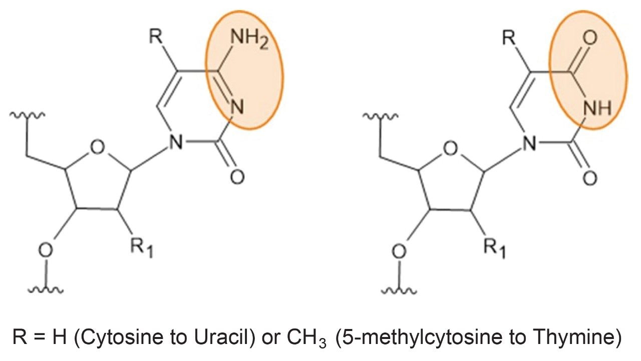 Deamination degradation of 5-methylcytosine to uracil