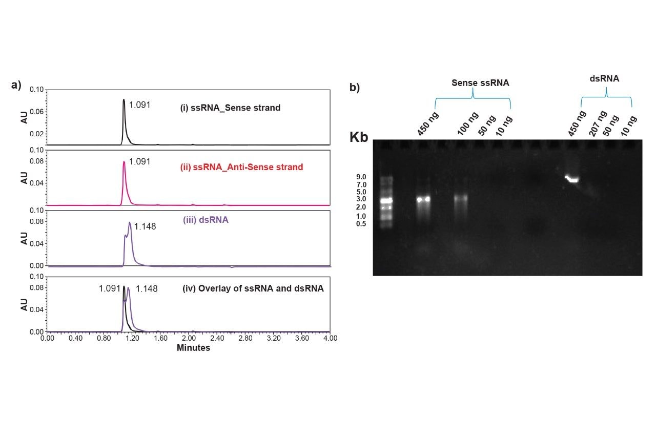 Comparative analysis of ss and dsRNA by slalom chromatography and agarose gel electrophoresis