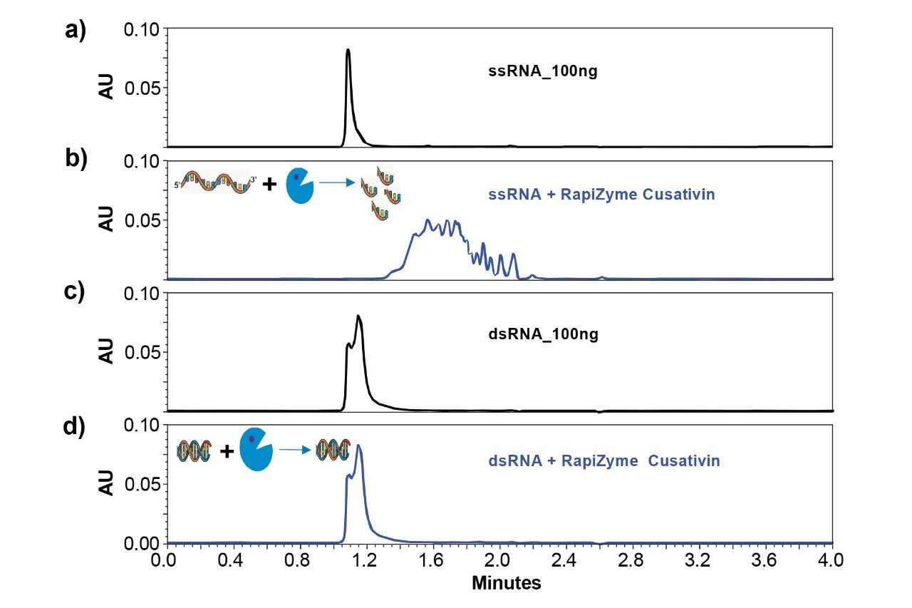 A combination of RNase treatment and slalom chromatography differentiates dsRNA from ssRNA