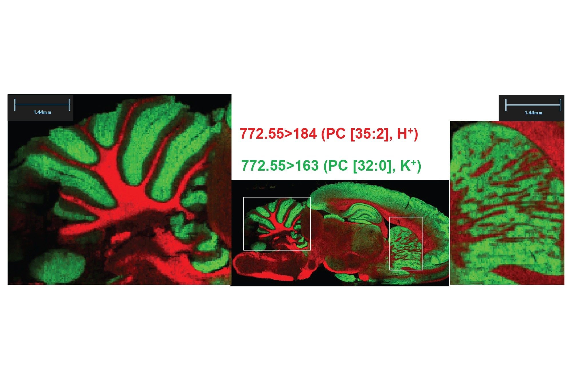 Positive ionization mode rodent brain RGB overlay ion images