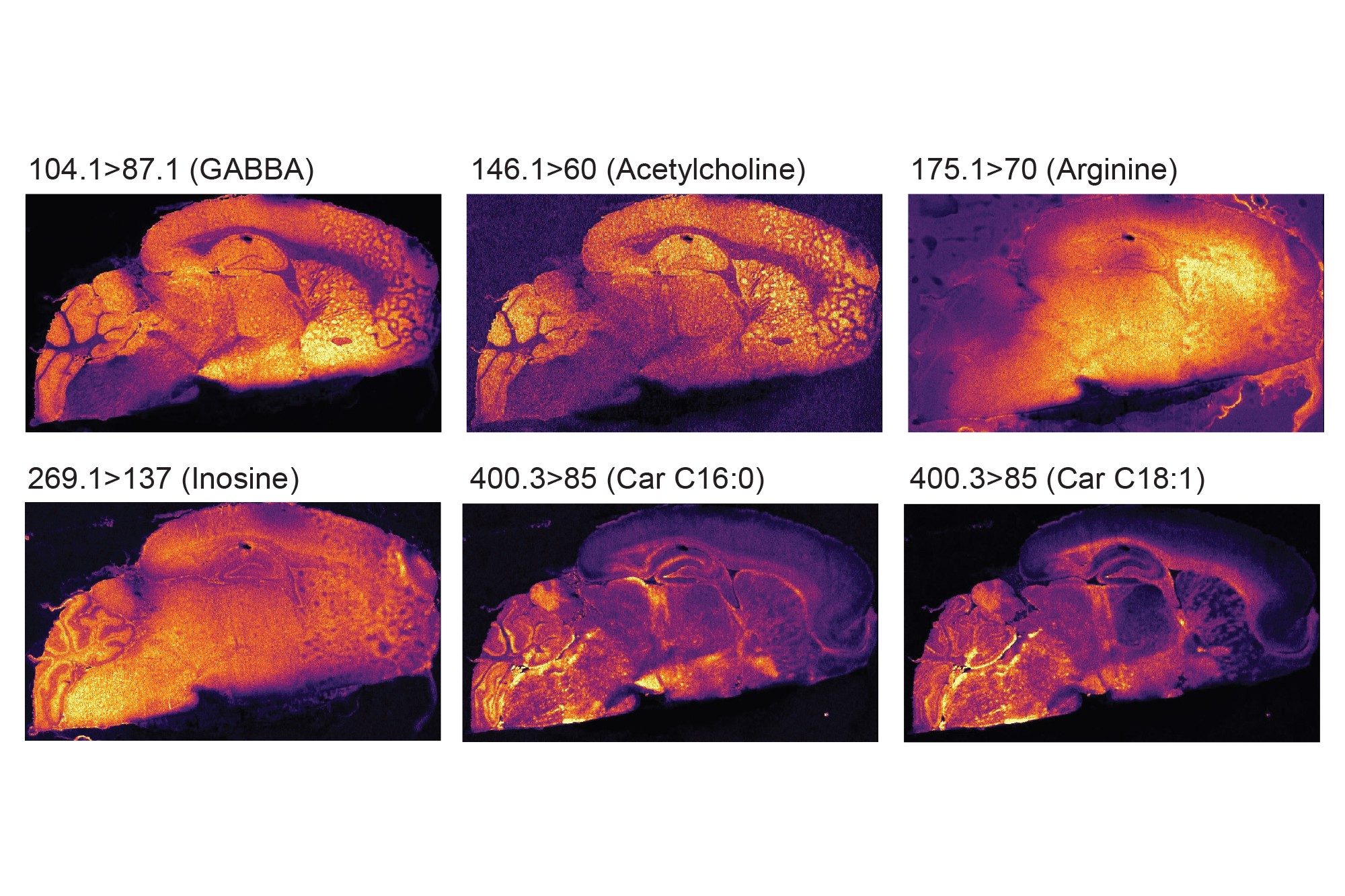 MRM ions images of rodent brain putatively identified small endogenous molecules such as amino acids, neurotransmitters, carnitines  acquired in positive ionization mode at 35 µm pixel size