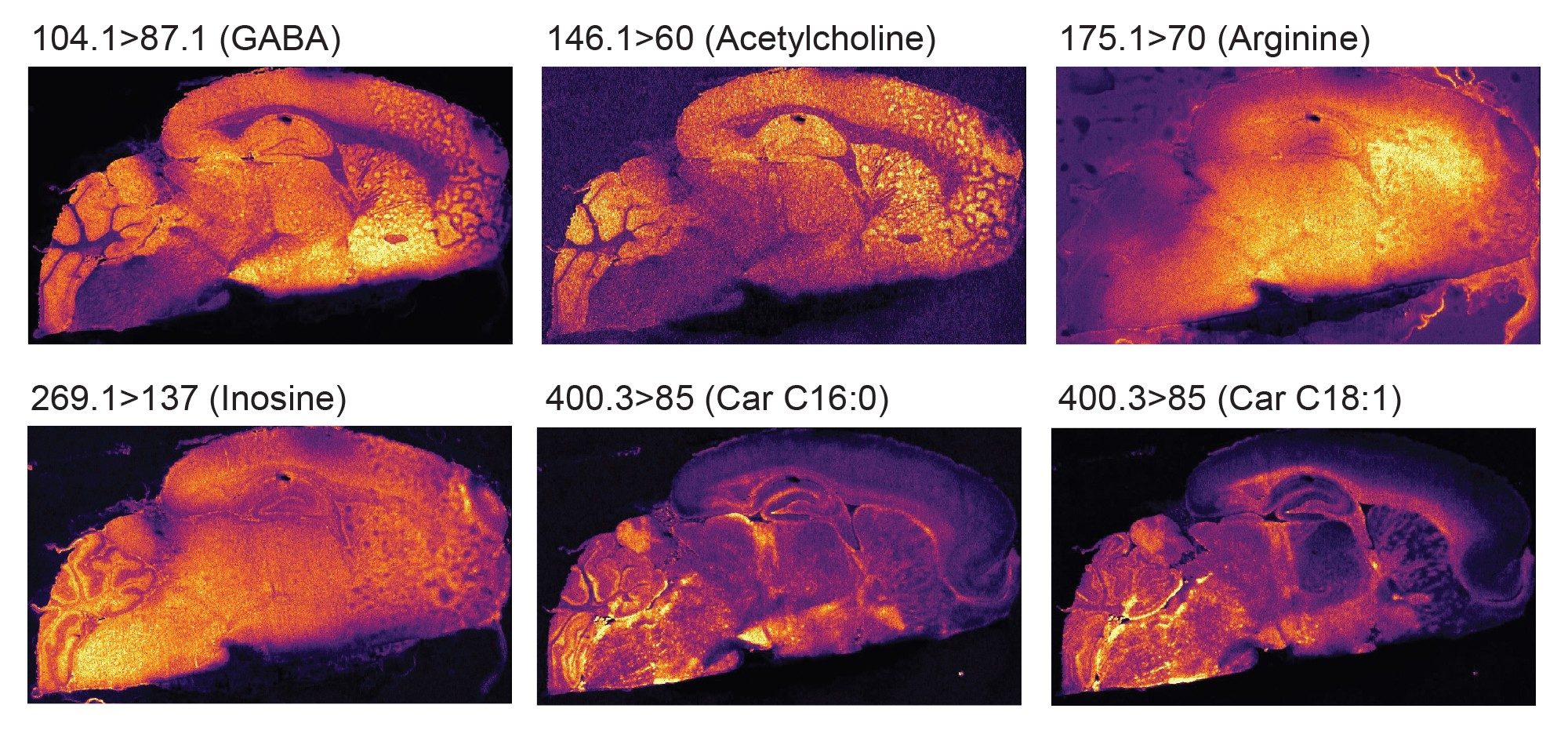 MRM ions images of rodent brain putatively identified small endogenous molecules such as amino acids, neurotransmitters, carnitines acquired in positive ionization mode at 35 µm pixel size