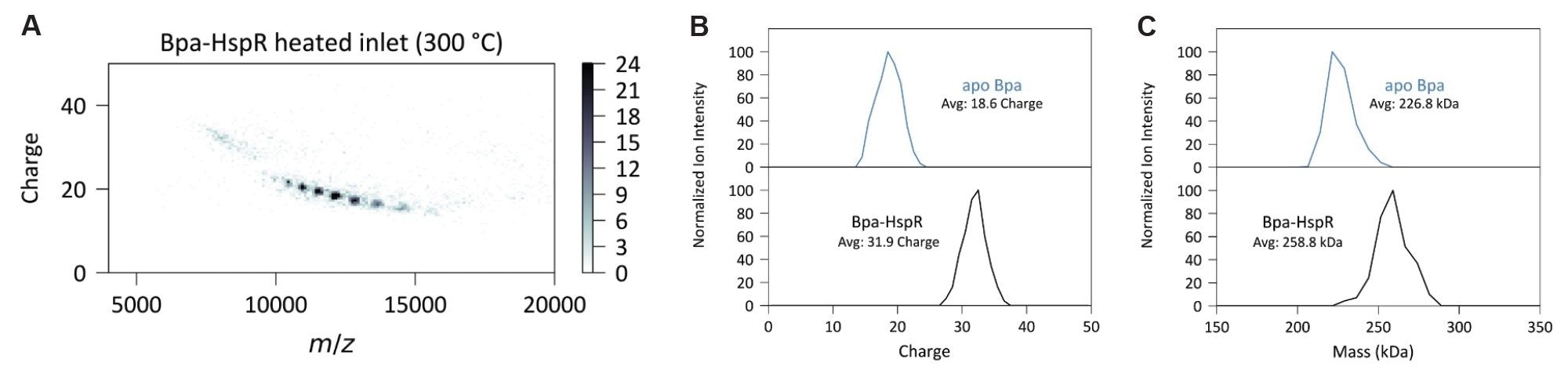 2D charge vs. m/z density plot for HspR-bound Bpa after inlet heating to 300