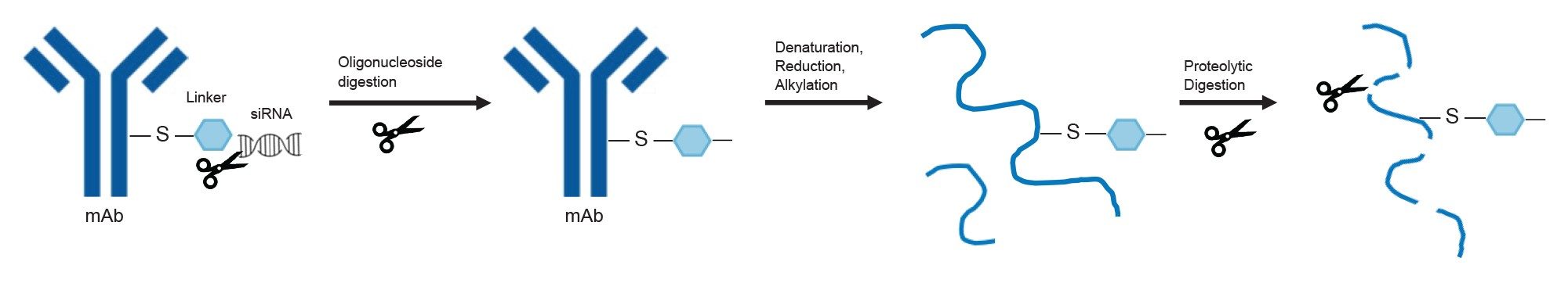 Workflow depicting the enzymatic removal of oligonucleotide