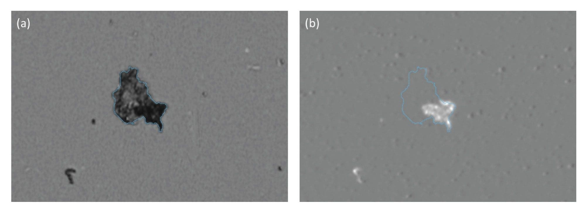 (a) In BMI mode a large (44 µm particle) from a mixture of ETFE and human IgG aggregates can be clearly identified, (b) in SIMI mode the particle can be defined as a composite of both plastic (ETFE, bright SIMI region) and biologic (IgG, invisible SIMI region)
