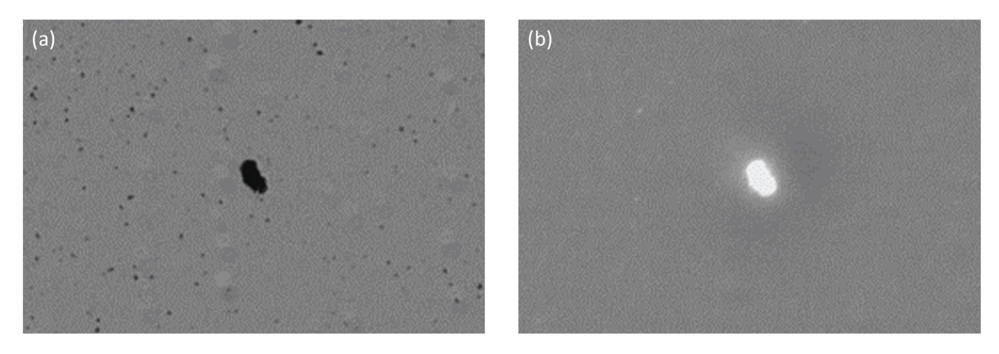 Polypropylene particles derived from a Corning Cryovial® containing WFI imaged using both (a) BMI and (b) SIMI