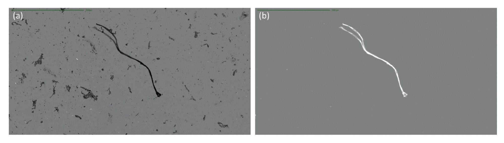 Brightfield image of mixed population of inherent particles of IgG and a single extraneous fiber using BMI and (b) when imaging in SIMI inherent particles disappear while the extraneous fiber exhibits a strong simi signature and an aspect ratio of 0.12
