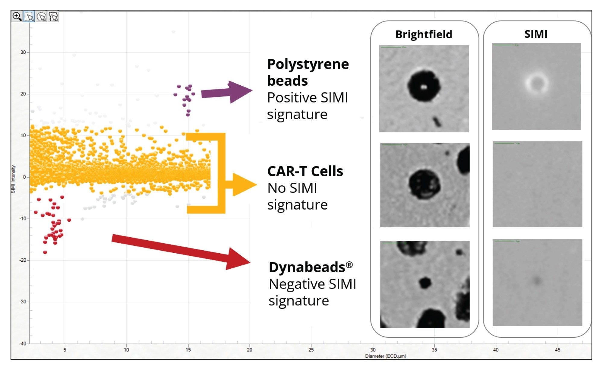 Dynabeads (red) can be distinguished from other subvisible particles, CAR-T Cells (yellow) and 15 µm Count-Cal polystyrene microspheres (purple) using ECD (x-axis) and SIMI intensity (y-axis). Inset are example brightfield and SIMI images for polystyrene microspheres (top), CAR-T cells (middle) and Dynabeads (bottom)