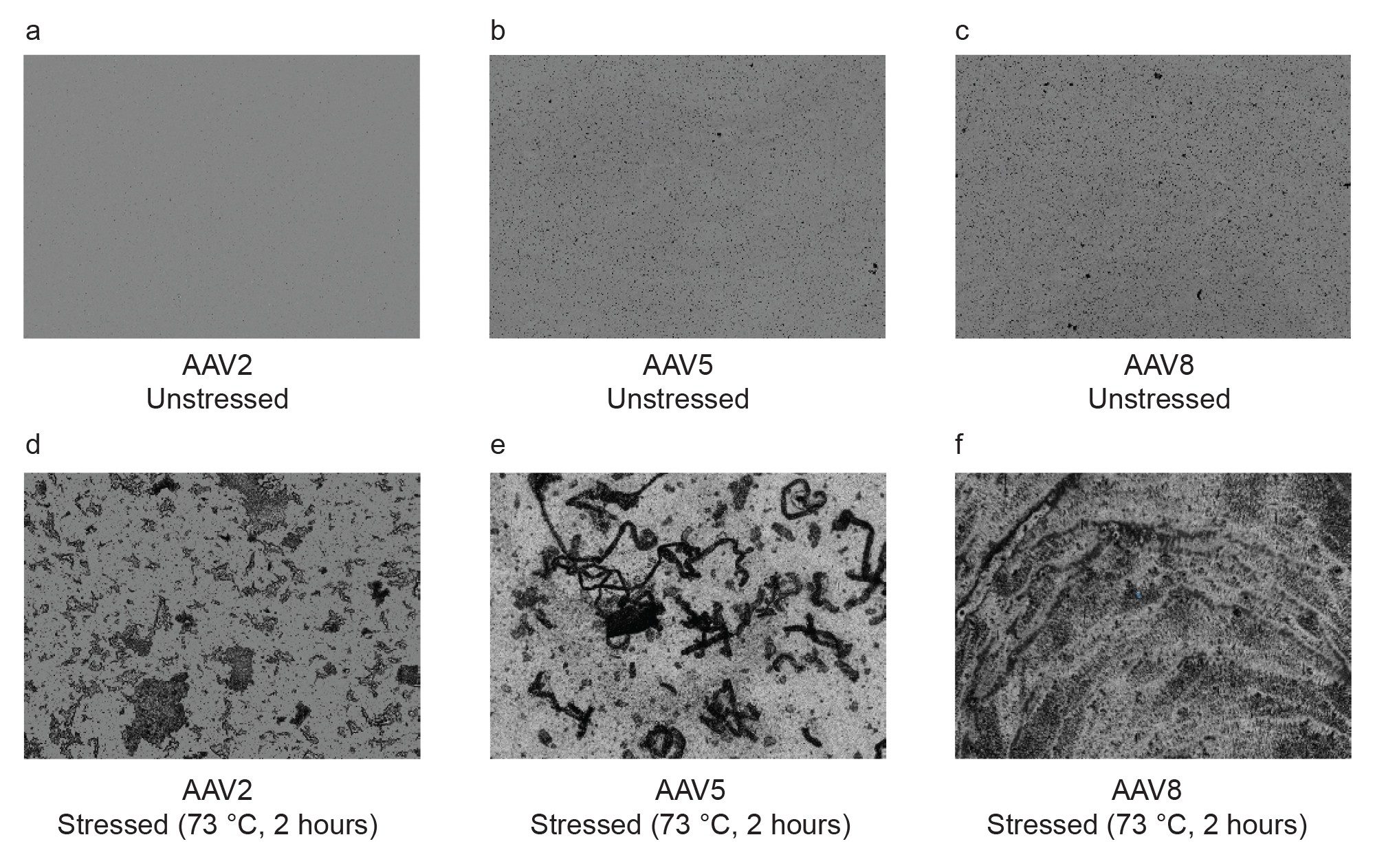 Brightfield membrane images for different AAV serotypes