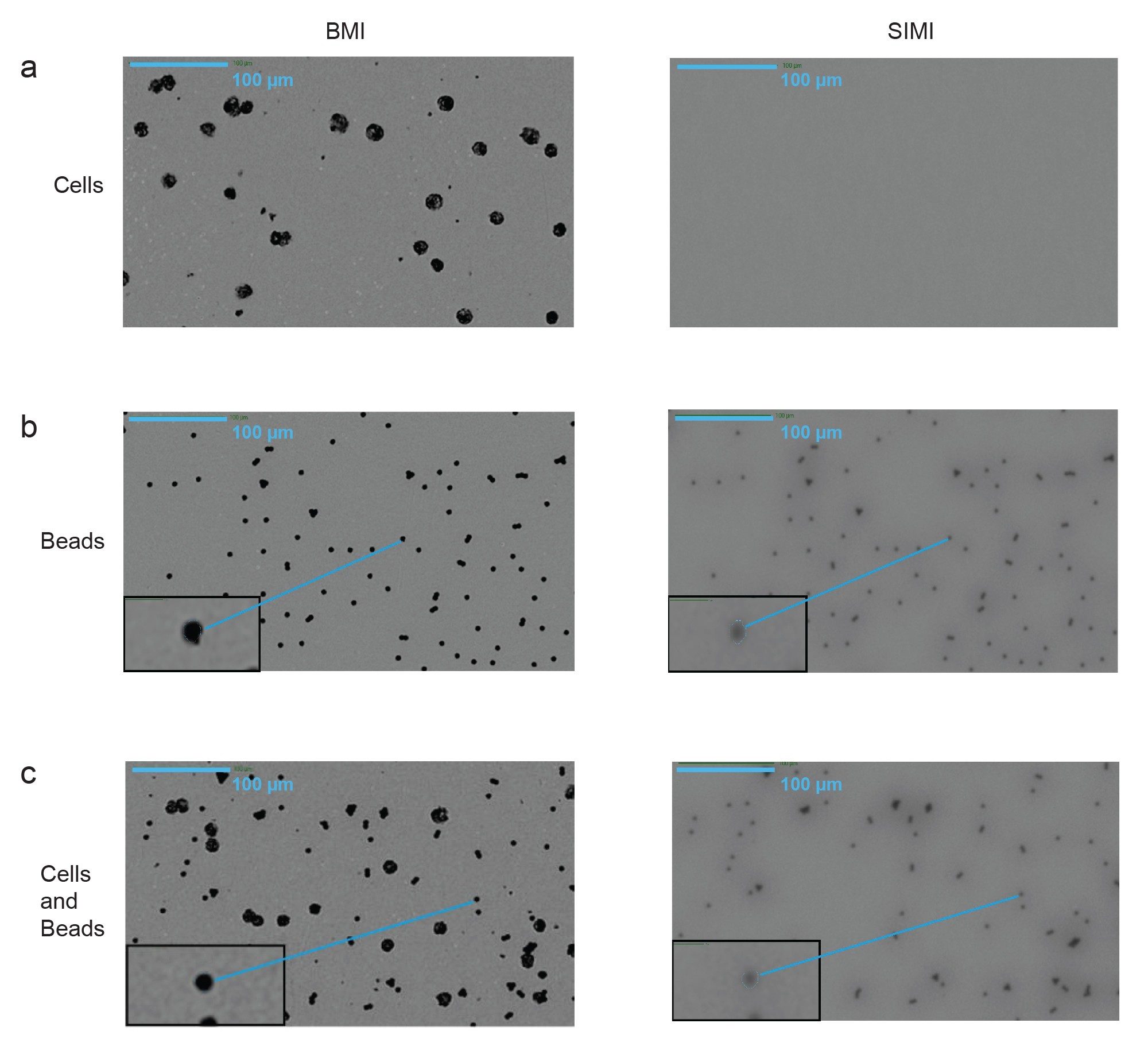 Dynabead analysis using 4x magnification. (a) cells only, (b) Dynabeads only, and (c) a mixed sample containing cells and Dynabeads imaged using BMI (left) and SIMI (right). Zoomed in image of Dynabeads is shown in the lower left inset. Scale bar is 100 µm. All three samples are detected using BMI, but only Dynabeads are detected using SIMI imaging