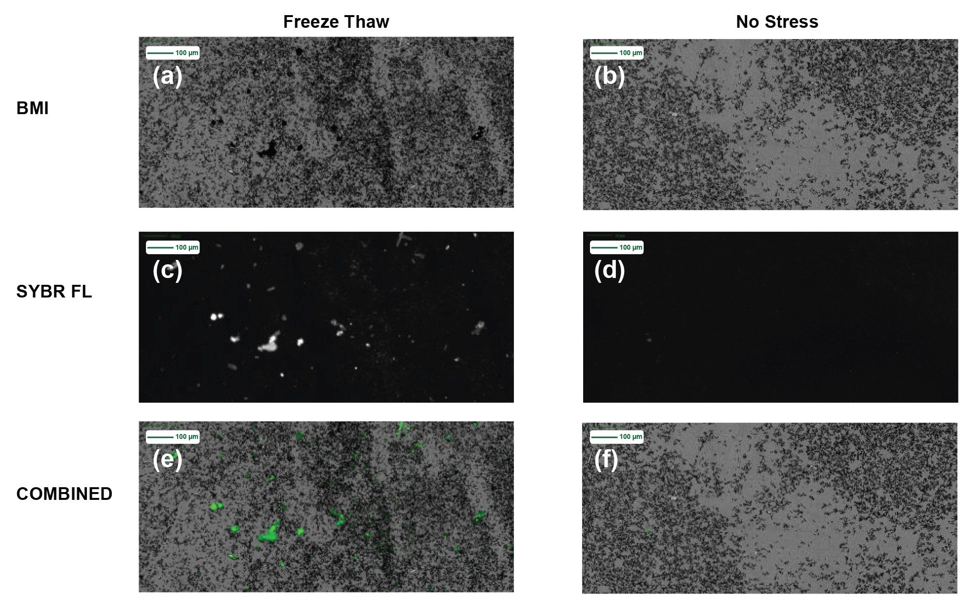Subvisible particle images of no stress and freeze thawed conditions for Sample A