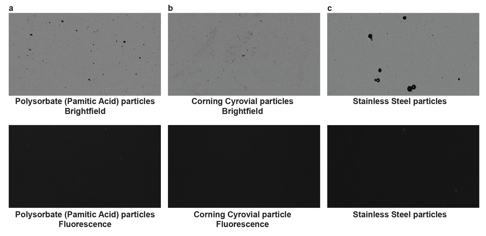 Negative Control: Non-proteins imaged in brightfield