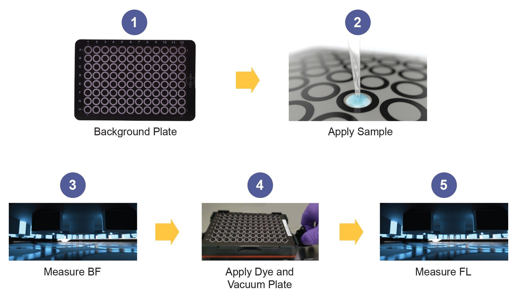 FMM Membrane Phase Staining Protocol