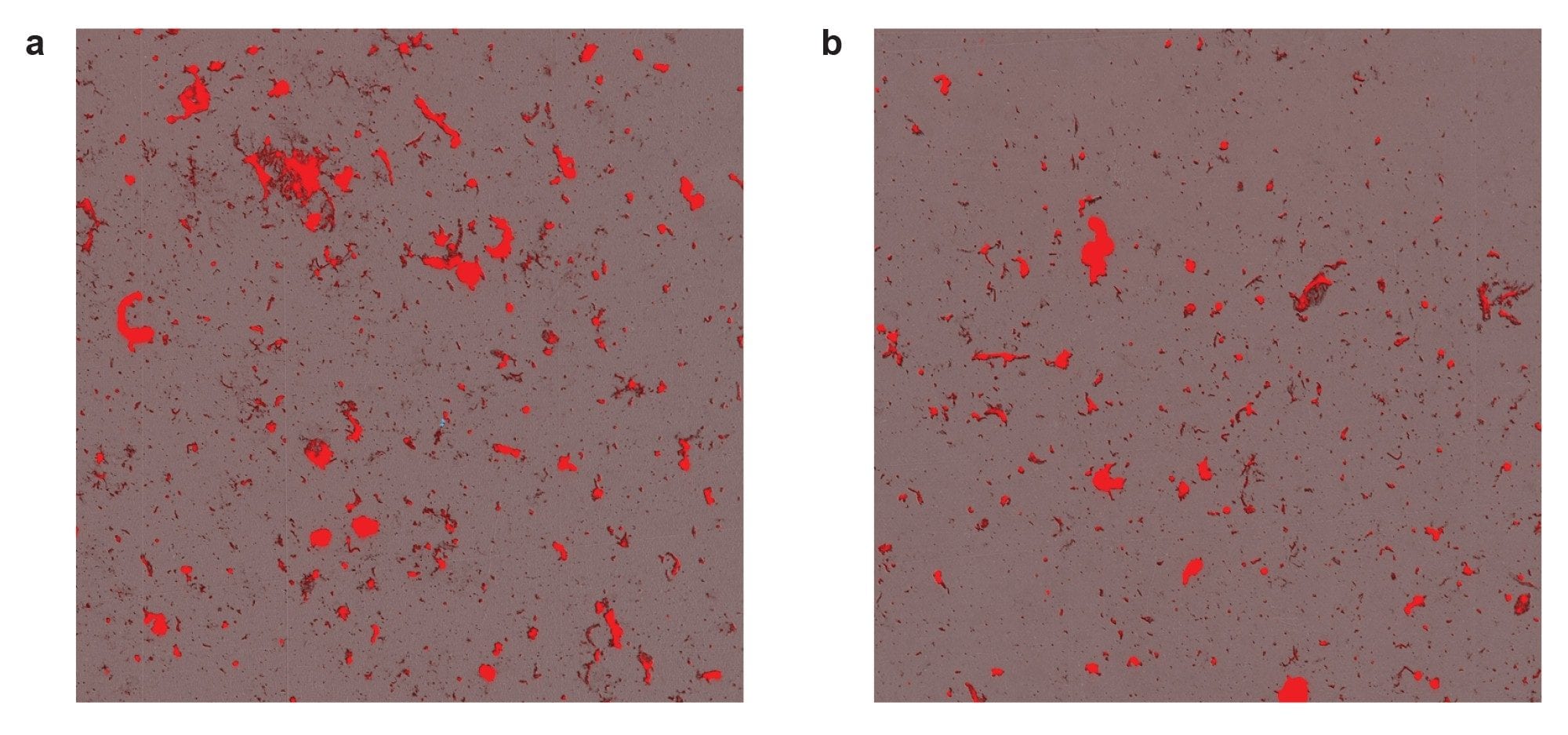 Fast staining kinetics on membrane