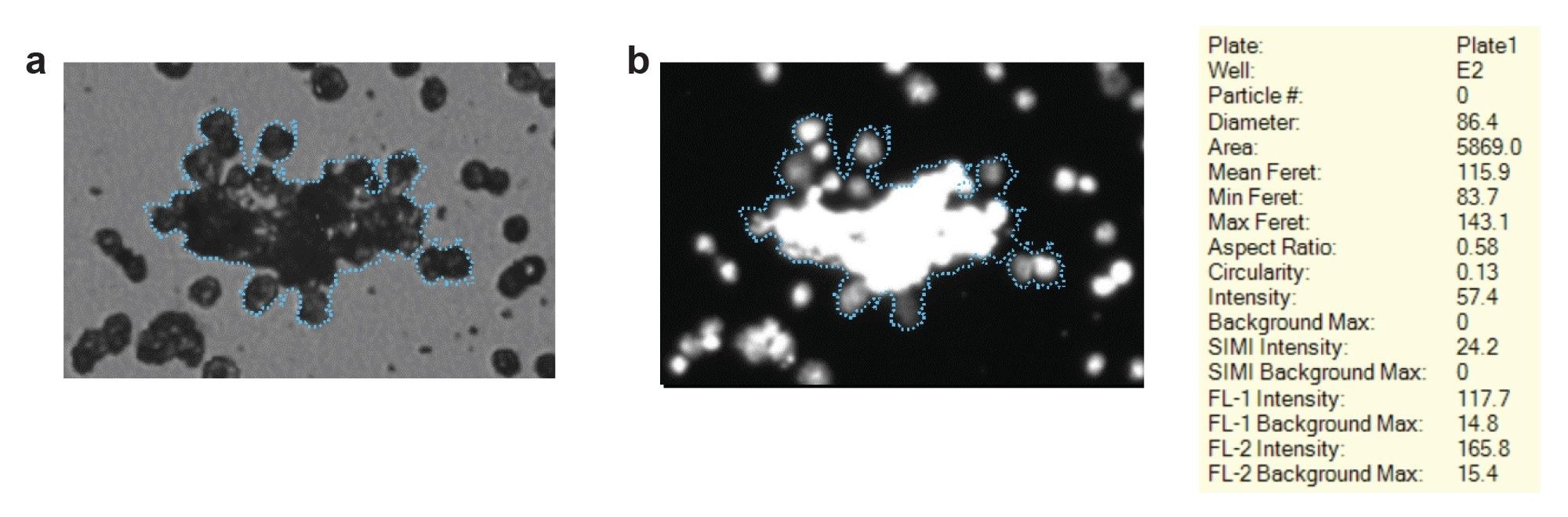 Visible cell cluster detection. (a) Visible cell clusters are identified and characterized