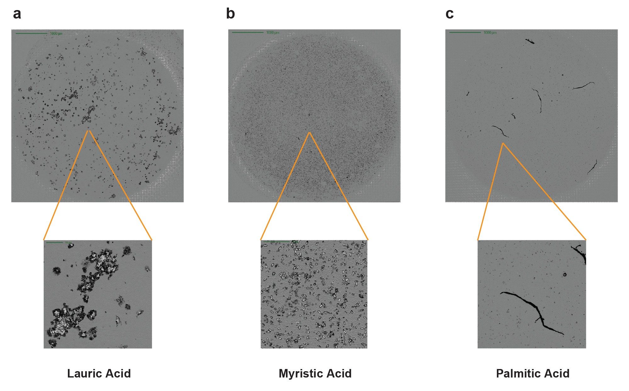Morphological appearance of different fatty acids particles using