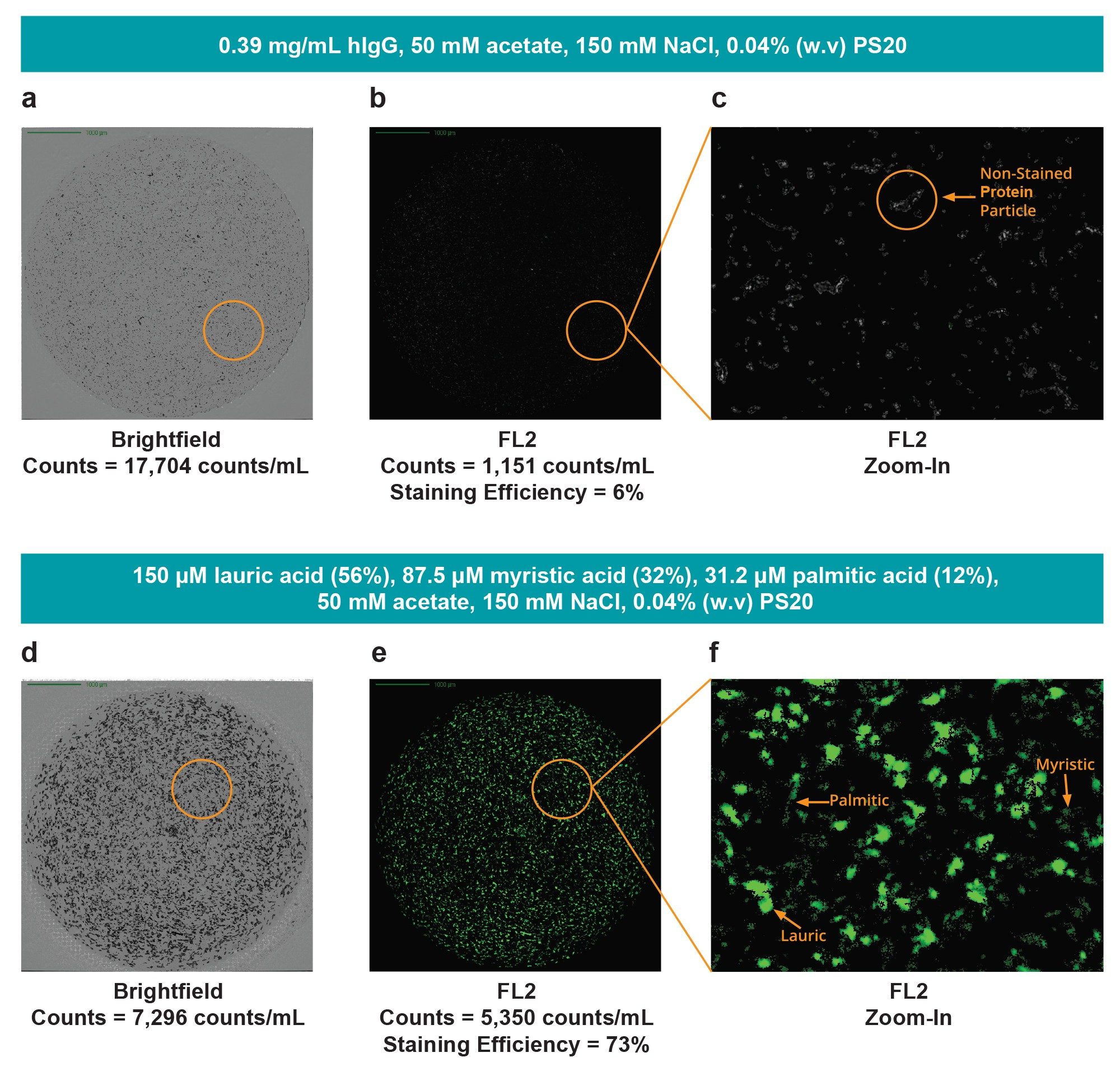 Images showing BODIPY FL C16 staining of IgG (negative control)