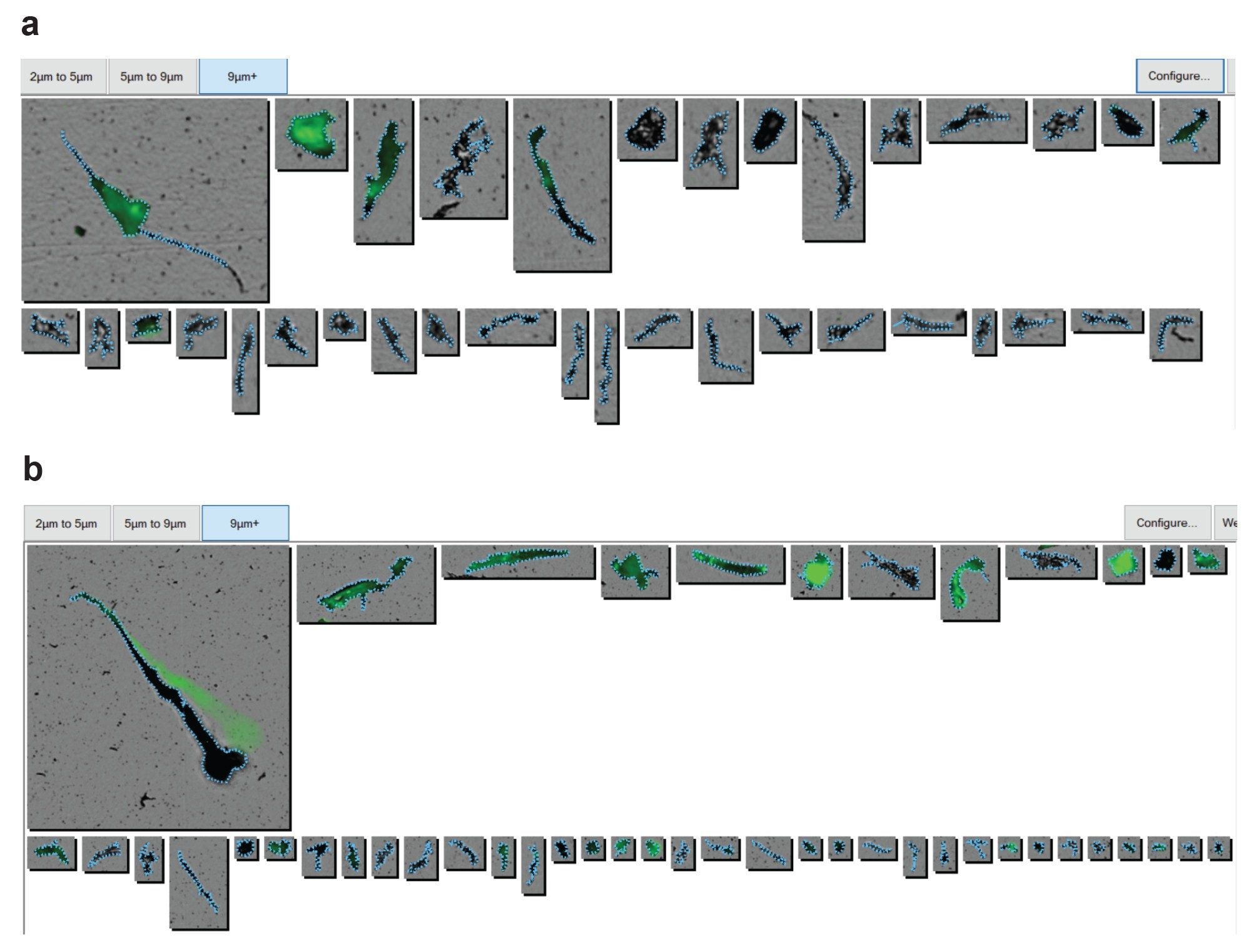  Image gallery showing particle staining