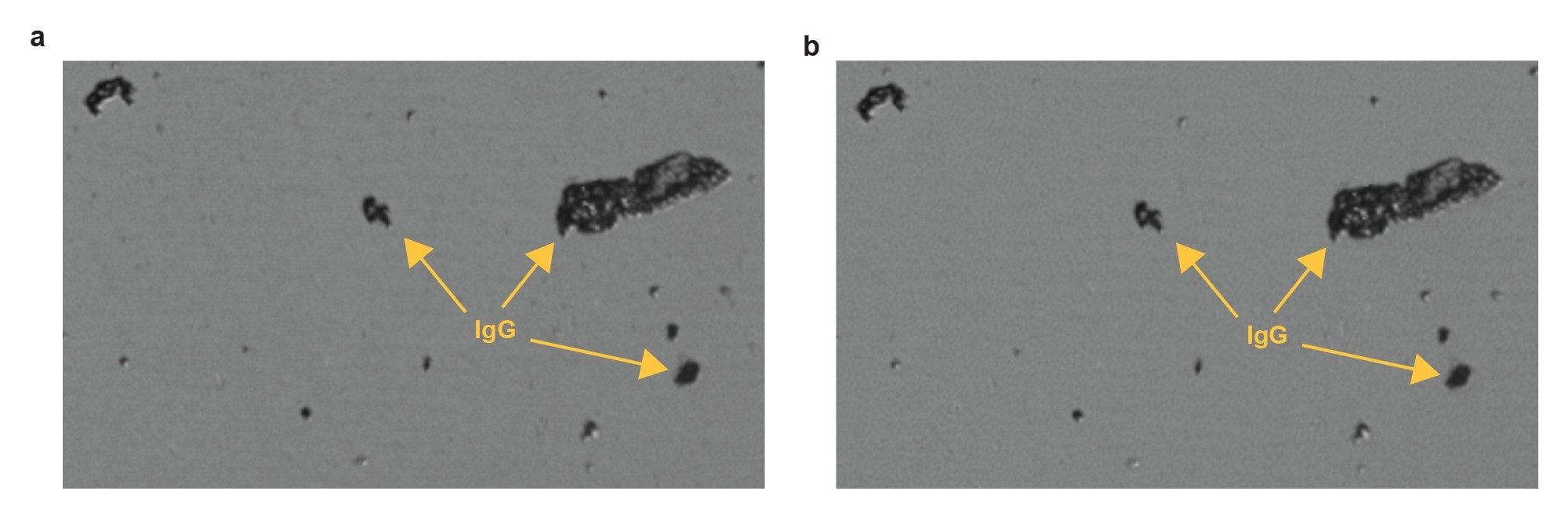 (a) Difference image of IgG aggregates measured 1 day after formulation. (b) Difference image of the same section in Figure 1a after washing with 50 μL of filtered DI water