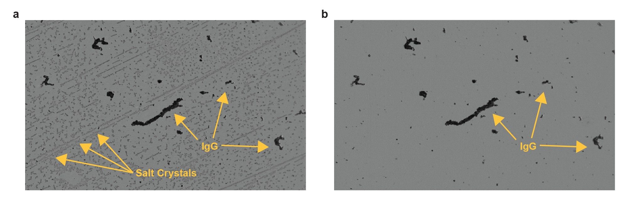 (a) Difference image showing IgG aggregates and salt crystal formation for the 30–day aged solution. (b) Difference image of the same section in Figure 2a after washing with 50 μL of filtered DI water